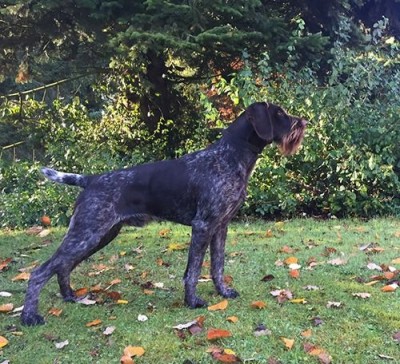 Дратхаар Sapo II v.d. Dachswiese